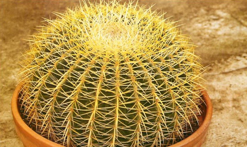 Ехінокактус грузоні Ехінокактус грузоні