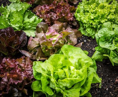 Вертикальні ферми поширюються по всій території США