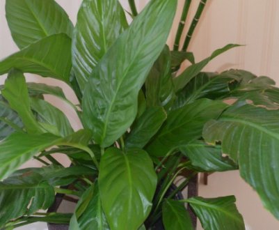 Спатіфіллум не цвіте: причини і методи вирішення проблеми
