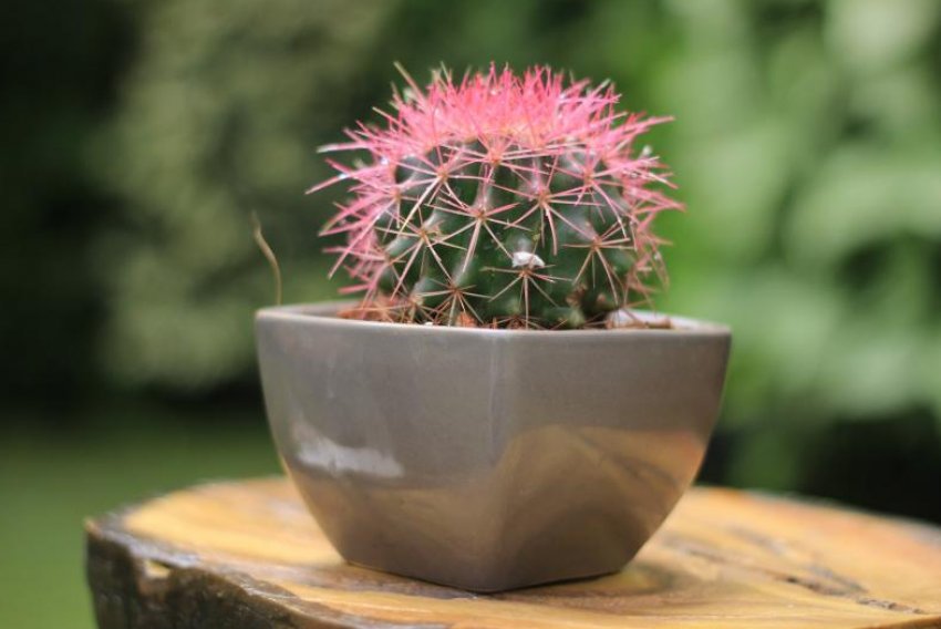 Ехінокактус грузоні Ехінокактус грузоні