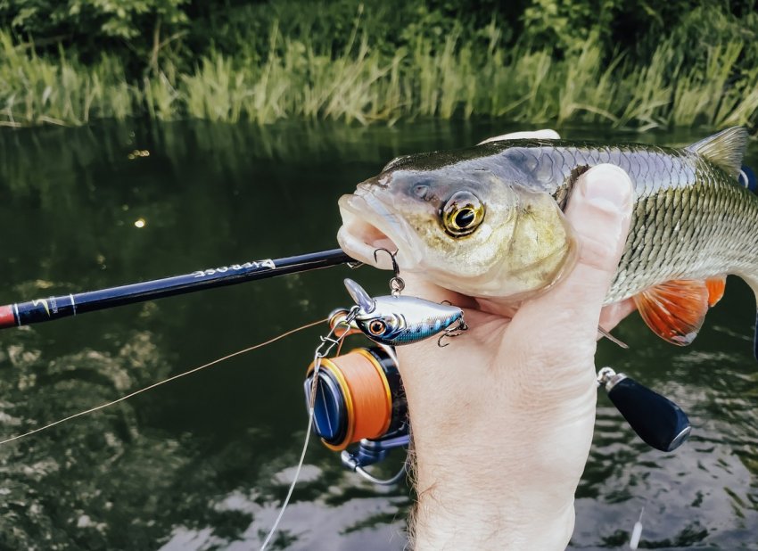 Риболовля на головня на спінінг