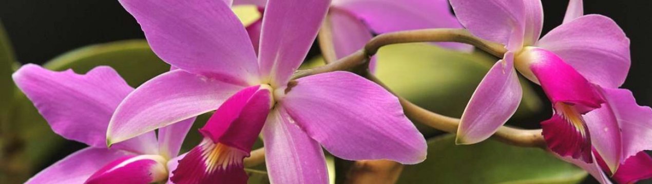 Орхідея каттлея: догляд в домашніх умовах