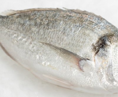 Опис, характеристики та застосування морського ляща