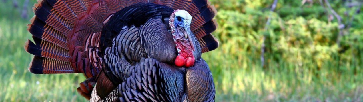 Пташиний грип в Польщі: будуть знищені 100 тисяч індиків і 65 тисяч кур