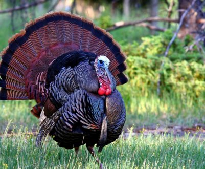 Пташиний грип в Польщі: будуть знищені 100 тисяч індиків і 65 тисяч кур