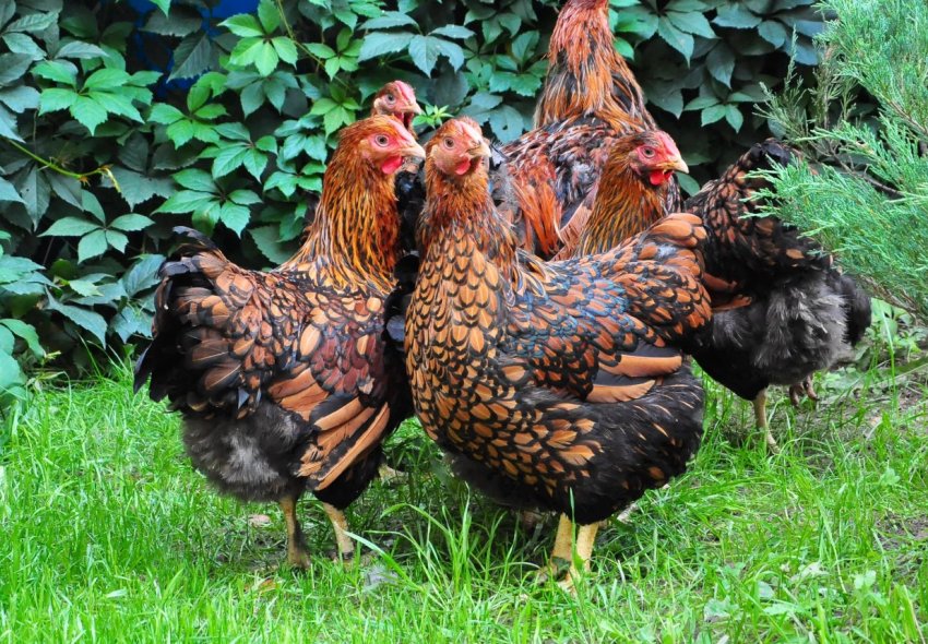 Пташиний грип в Польщі: будуть знищені 100 тисяч індиків і 65 тисяч кур