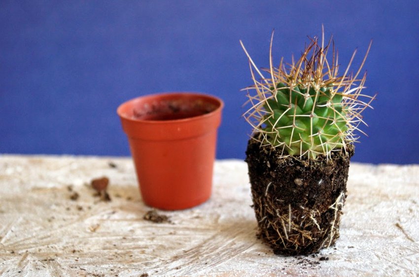 Ехінокактус грузоні Ехінокактус грузоні