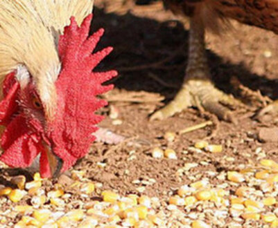 Чим і як правильно годувати курей в домашніх умовах