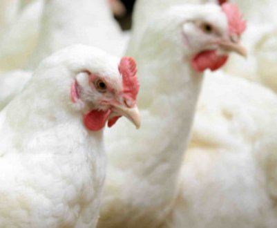 Чому бройлери падають на ноги і що при цьому потрібно робити