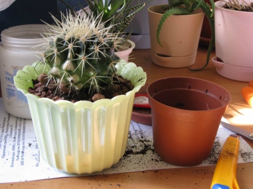 Ехінокактус грузоні Ехінокактус грузоні