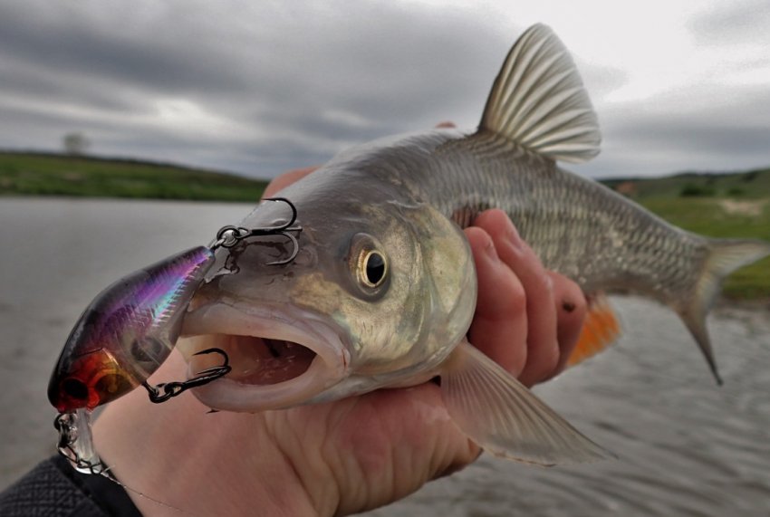 Ловля головня на спінінг