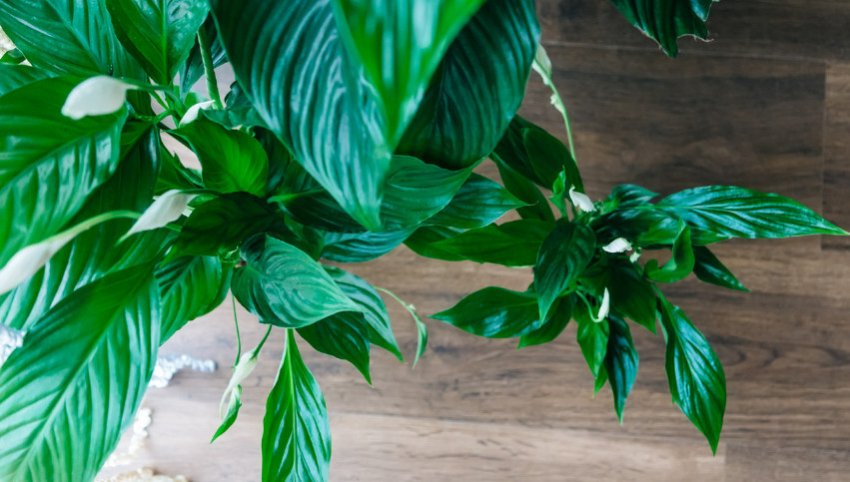 Спатіфіллум Спатіфіллум