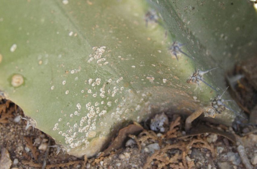 Щитівка Щитівка