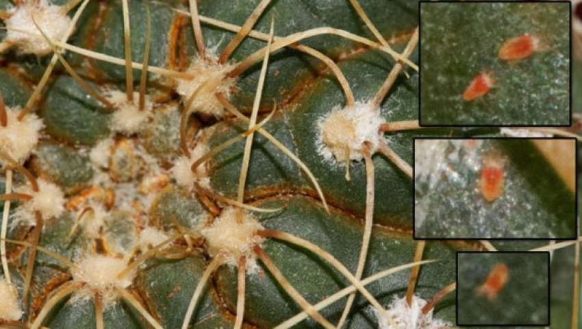 Павутинний кліщ Павутинний кліщ