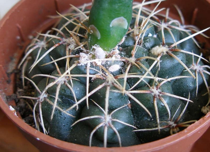 Борошнистий червець Борошнистий червець