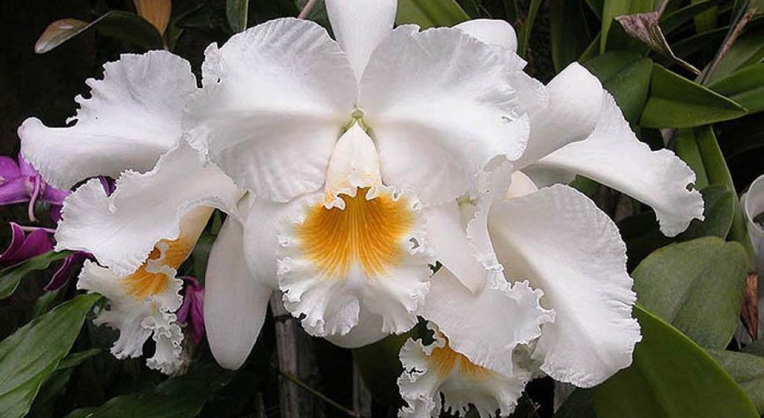 Каттлея. Орхидея Каттлея. Орхидея Cattleya. Каттлея (Cattleya). Орхидея Каттлея белая.