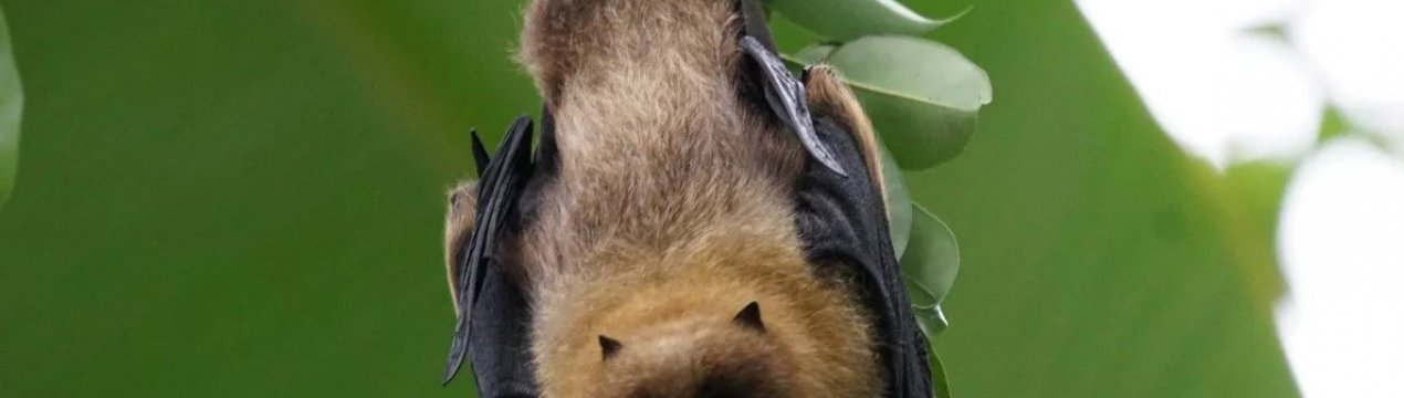 Маврикій: летючі миші їдять врожай лічі