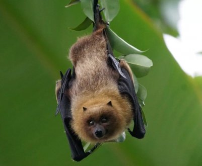 Маврикій: летючі миші їдять врожай лічі