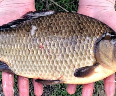 Коли краще ловити карася