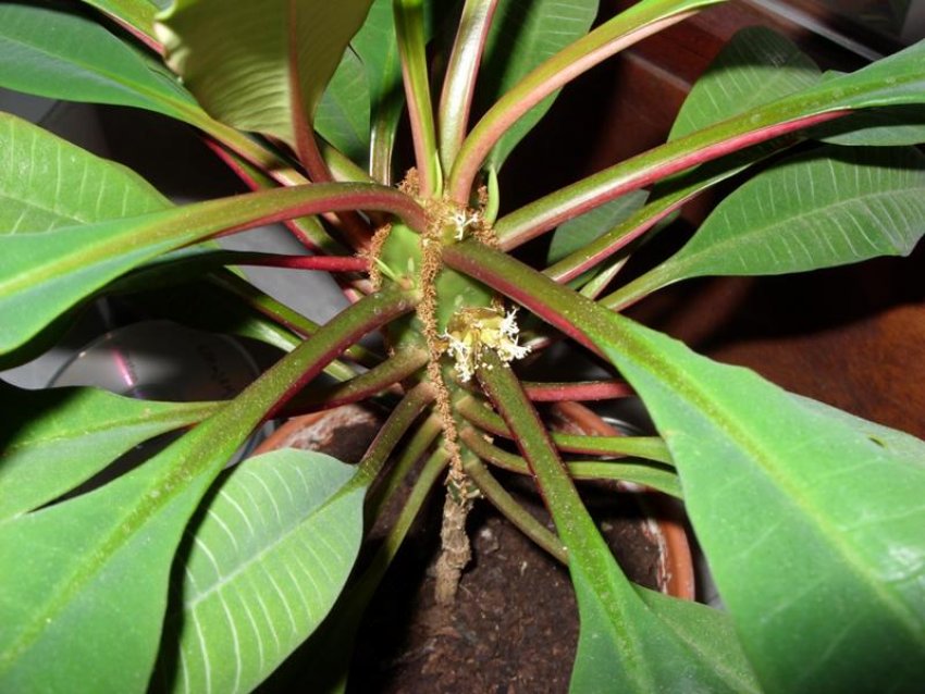 Догляд за молочаем в домашніх умовах Догляд за молочаем в домашніх умовах