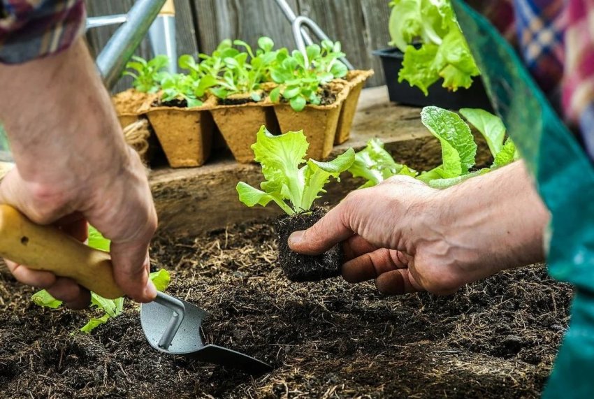 Місячний календар огородника на січень 2020 року