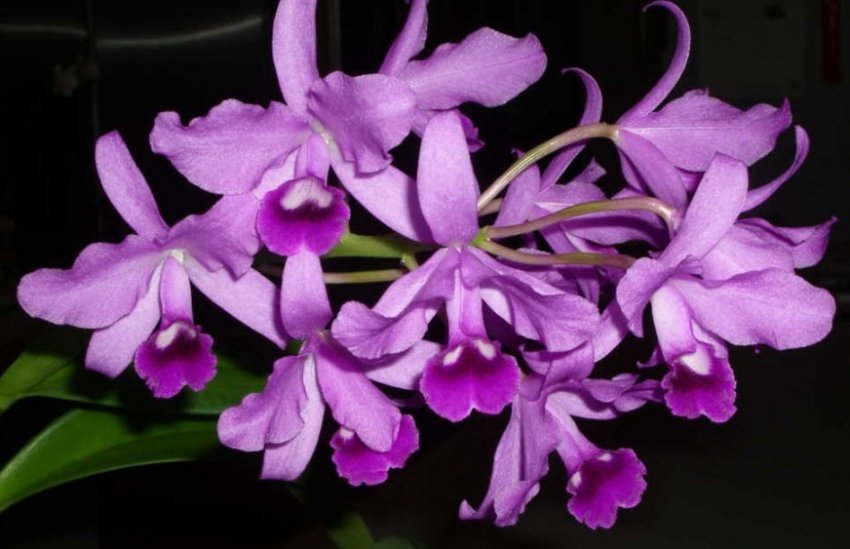 Каттлея боурінга