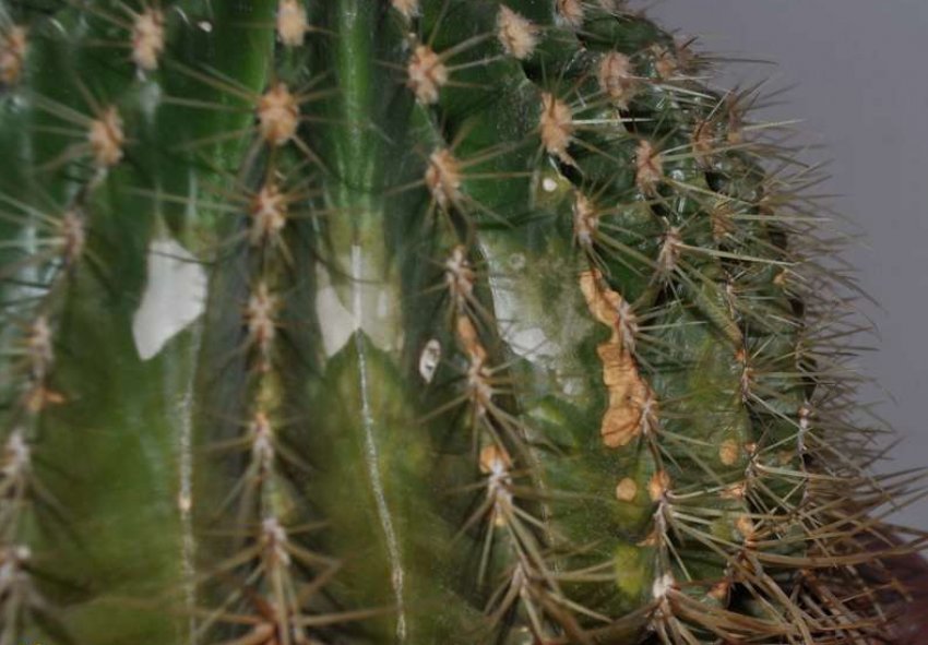 Коричневі плями на кактусі Коричневі плями на кактусі