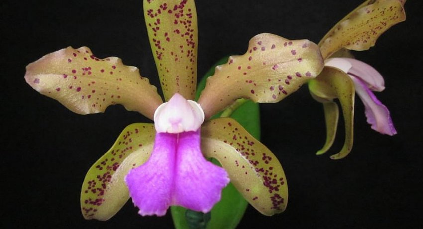 Каттлея двоколірна