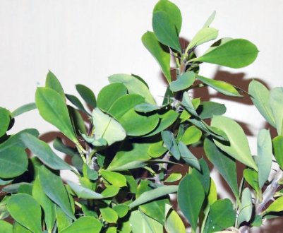 Молочай Миля: догляд в домашніх умовах