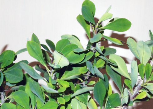 Молочай Миля: догляд в домашніх умовах