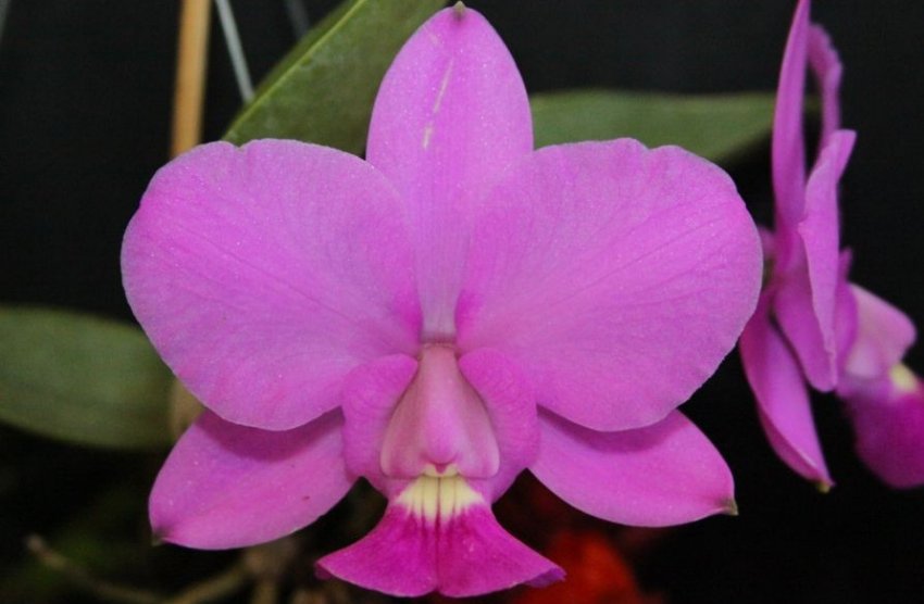 Каттлея валькериана