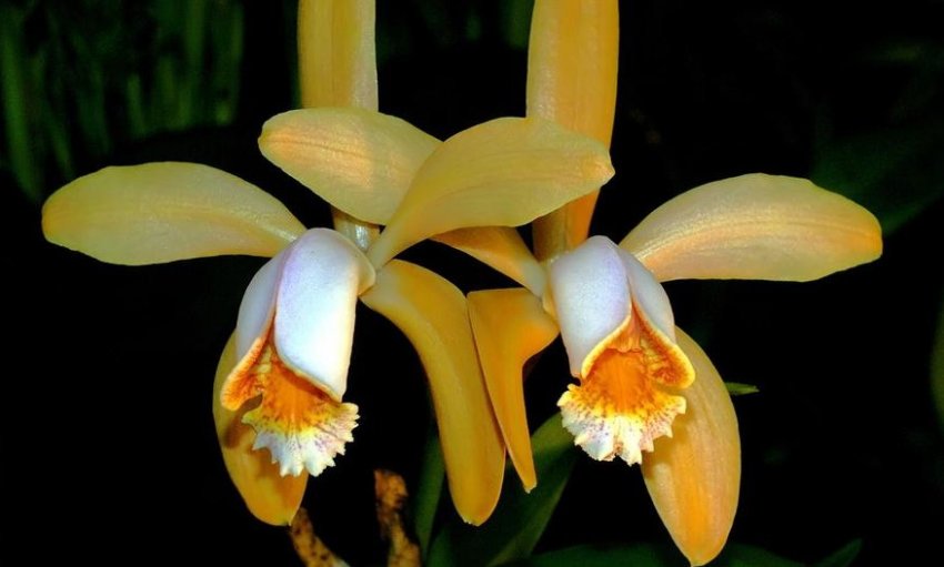 Каттлея форбеза