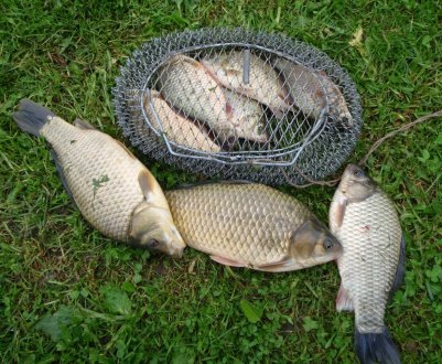 Як ловити карася в червні на поплавкову вудку