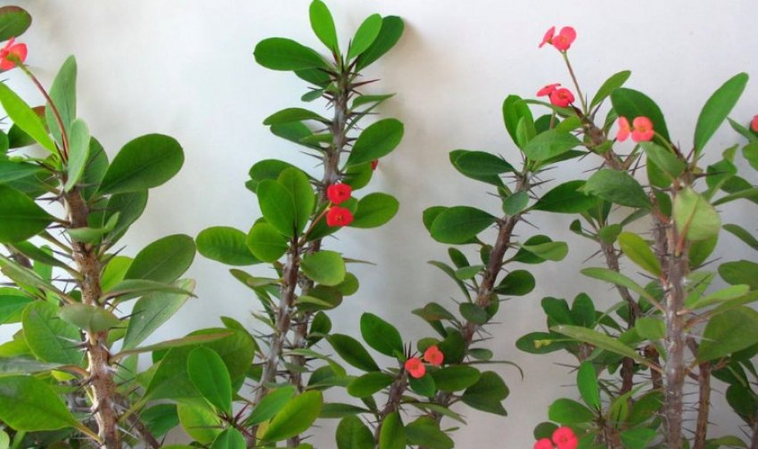 Молочай Миля