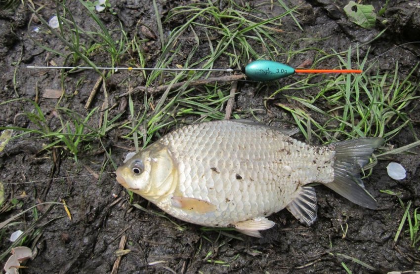 Риболовля на карася