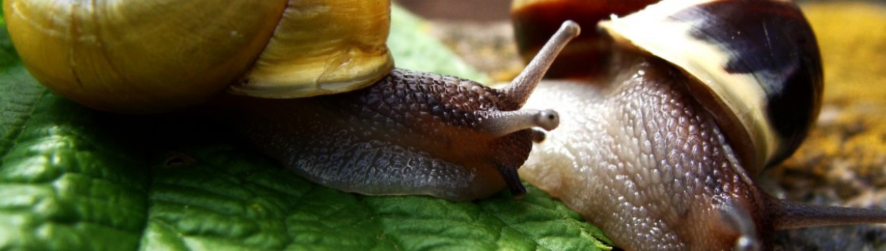 Тернопільські улитководи об'єднуються для розвитку бізнесу