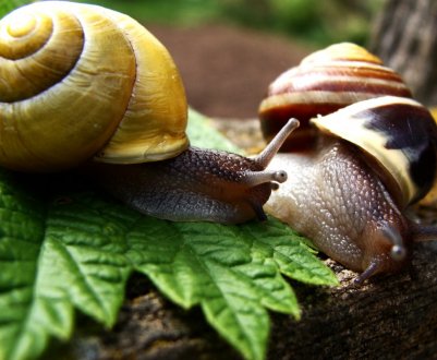 Тернопільські улитководи об'єднуються для розвитку бізнесу