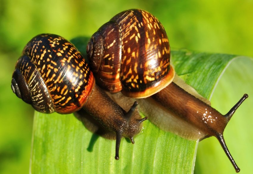 Тернопільські улитководи об[1]ясо улиток містить більше білка, ніж курячі яйця.