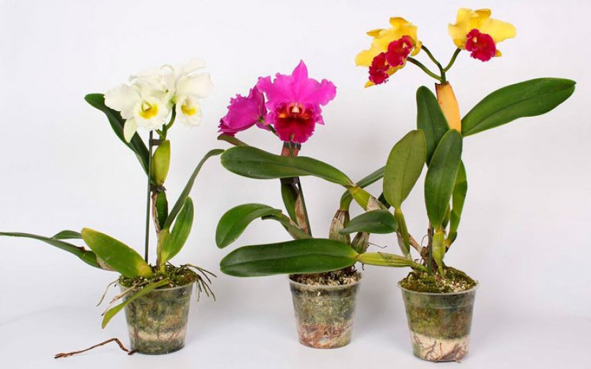 Орхідея каттлея