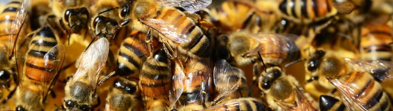 Ярославські аграрії дружитимуть з бджолярями