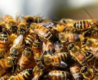 Ярославські аграрії дружитимуть з бджолярями