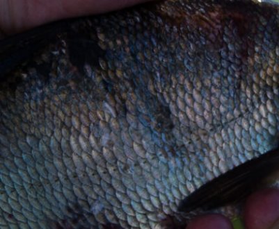 Різниця між лящем і підлящиком