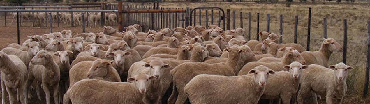 Африканські тваринники пристосовуються до кліматичних змін