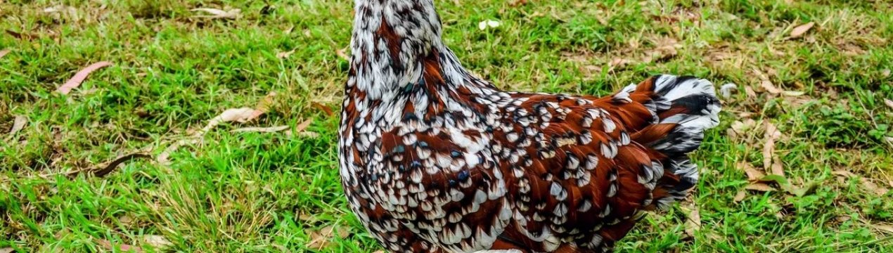 В Польщі шукають джерело пташиного грипу