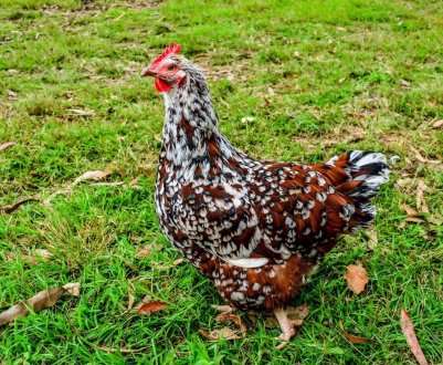 В Польщі шукають джерело пташиного грипу