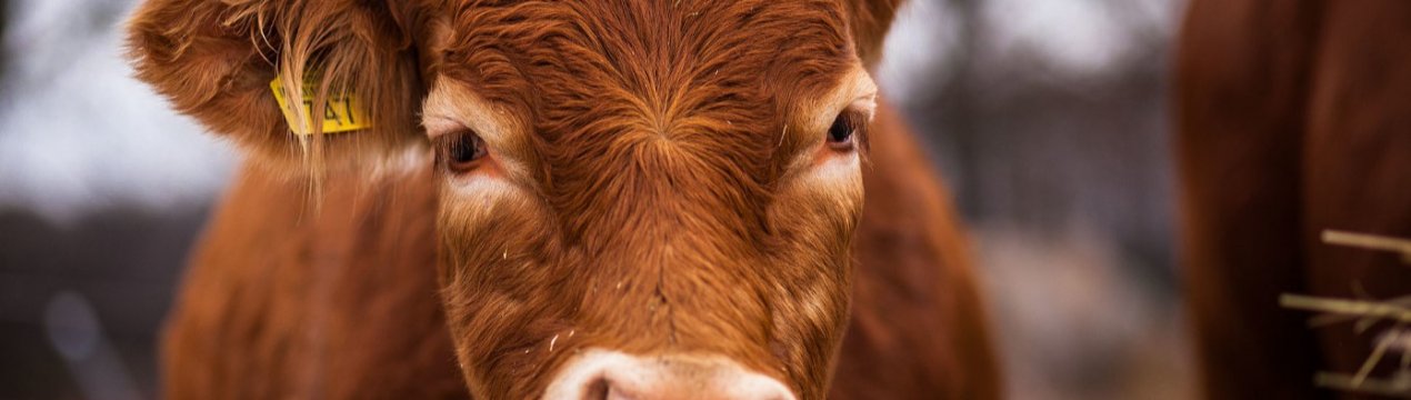 Великобританія підсолодить фермерам Brexit, виділивши 3 мільярди фунтів стерлінгів