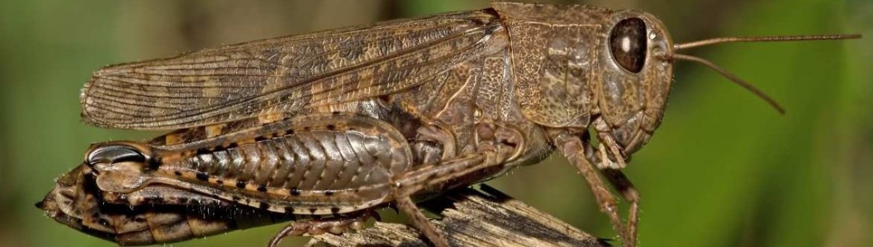 Полчища саранчі атакували Кенію