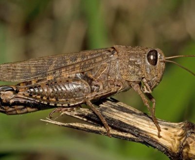 Полчища саранчі атакували Кенію