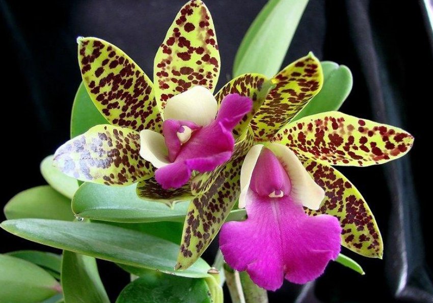 Орхідея каттлея