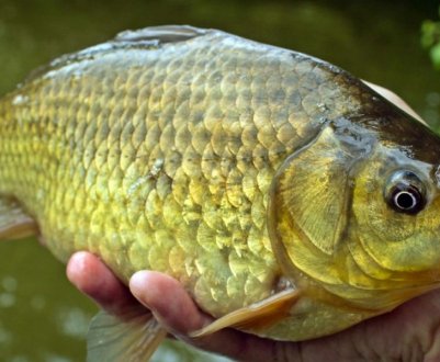 Як ловити карася у вітряну погоду: особливості та рекомендації